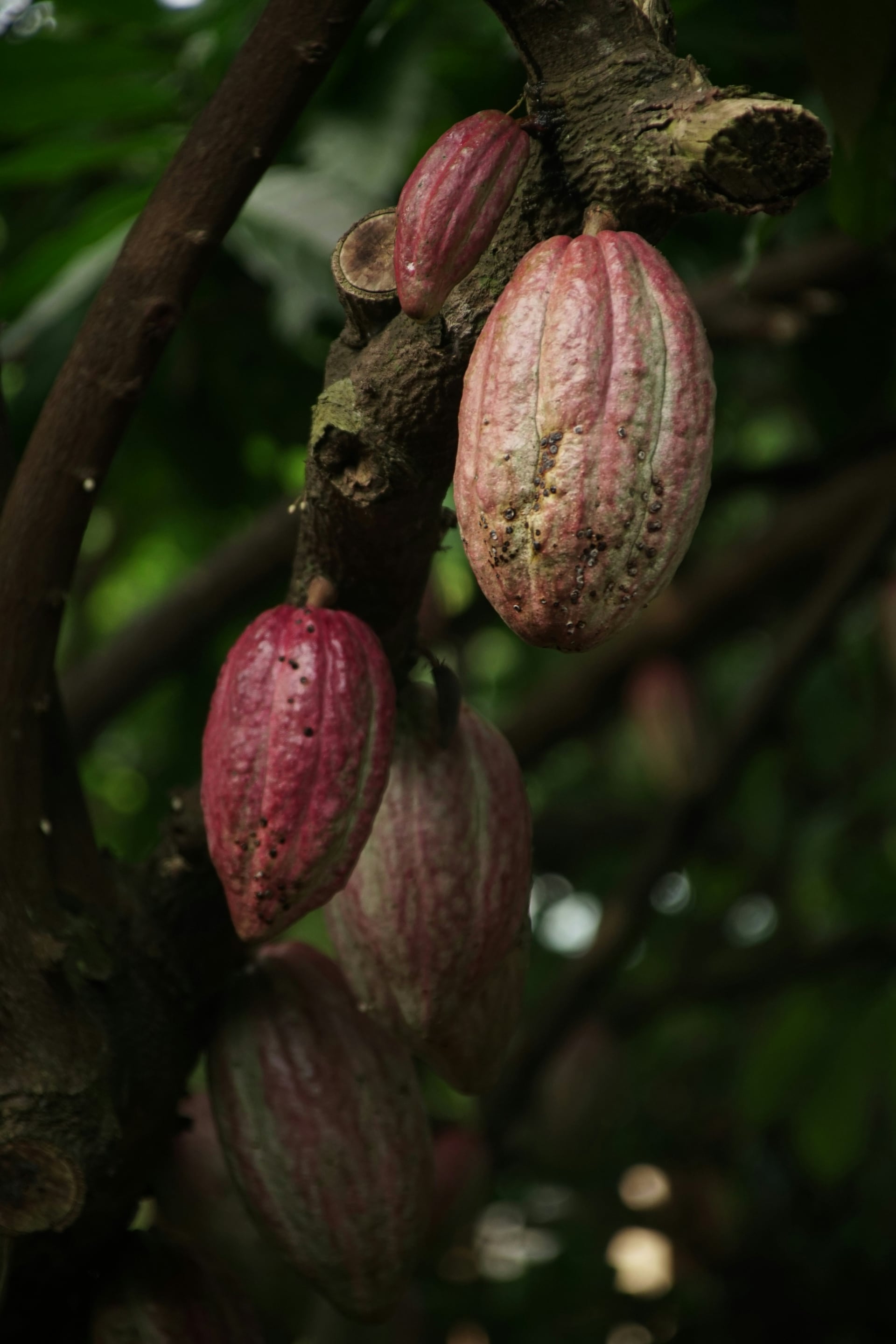 Sacred cacao ceremony circle